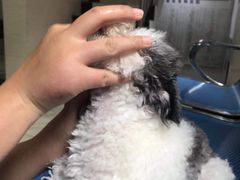 -东莞宠友24H宠物中心医院·转诊夜诊·异宠(新河北路院)