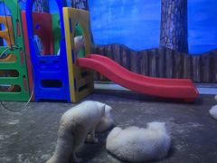 -芜湖新华联大白鲸海洋公园