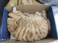 -李小姐の猫咖啡馆(五角场店)