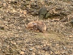 -合肥野生动物园