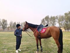 -北京群众马术培训基地