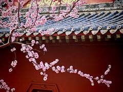 -桃花堤公园