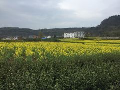 -桑洲油菜花景区