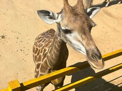 -西霞口神雕山野生动物世界