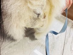 -北京派仕佳德动物医院·超导核磁·CT·神经科·骨科·内外科·急重症管理中心