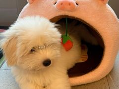 -momokira米努特·德文卷毛猫·棉花面纱犬