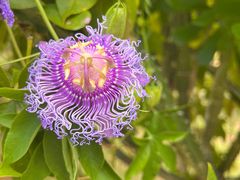 -中国科学院西双版纳热带植物园