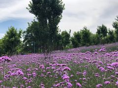 花海-南京枫彩漫城