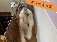 -Husky Go! 哈士奇体验馆·宠物咖啡厅狗咖
