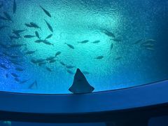 -珠海长隆海洋王国