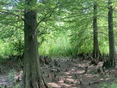 -溱湖国家湿地公园