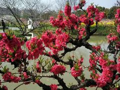 -南汇桃花村