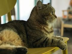 -喵屿·大理花园猫咖