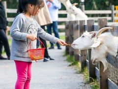 -前小桔亲子创意农场·草莓采摘·露营烧烤