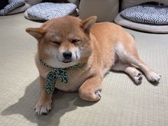 -逗柴咖啡屋·狗咖猫咖宠物桌游
