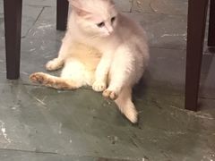 -朱氏胖子烂火锅(洪崖洞店)
