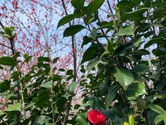 -杭州半山国家森林公园