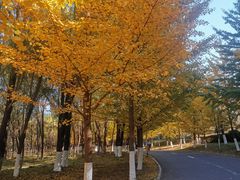 -长白岛森林公园