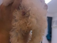 -瑞派宠物医院·犬猫全科·猫友好(宾水西道店)