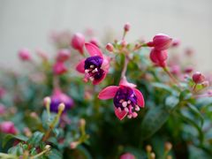 -双季花艺园艺市场(浦东店)