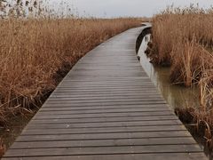 -盐城丹顶鹤湿地生态旅游区