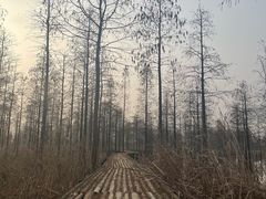 -池杉湖湿地公园