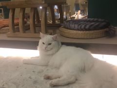 -飞行喵MR PILOT|猫舍·猫咖(静安大融城店)