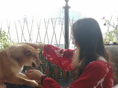 -柴犬高等学院·狗咖·柴犬售卖·宠物训练