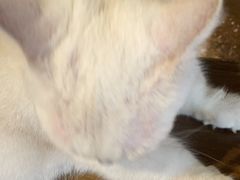 -猫猫幼稚园·撸猫·桌游·电玩