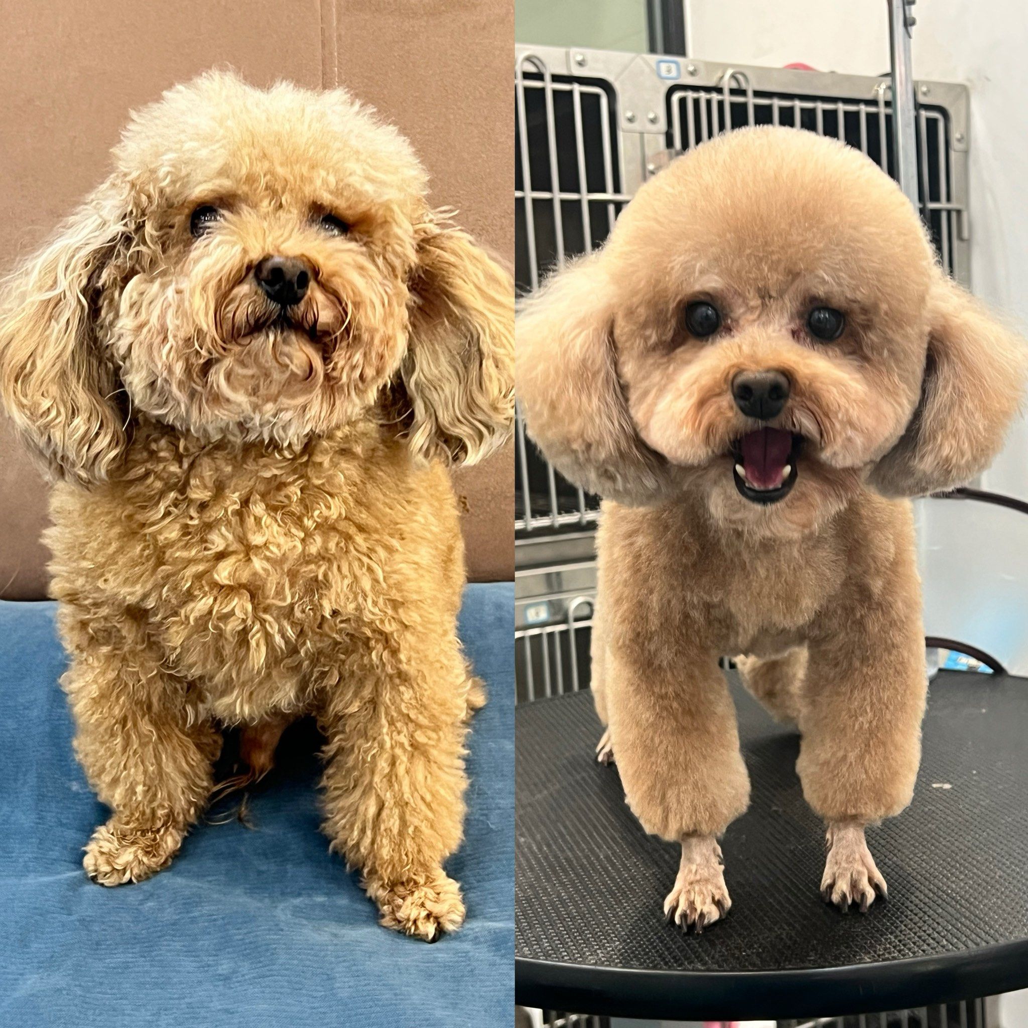 泰迪狗美容前后