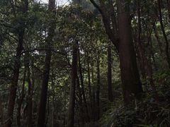 -天目山大树王景区