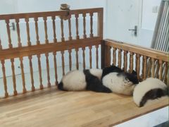 景点-成都大熊猫繁育研究基地