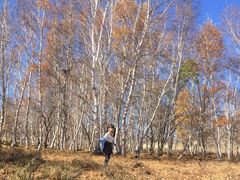 -乌兰布统景区-白桦林