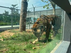 -西霞口神雕山野生动物世界