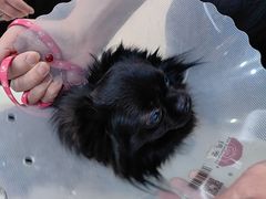 -全心全意连锁动物医院·微创中心·内科急重症·心脏专科(丰管路店)