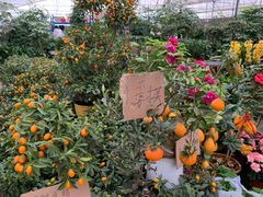 -三圣花乡旅游区