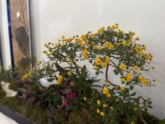 -杭州植物园