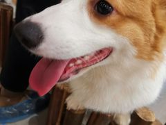 -浣熊柯尔鸭土拨鼠·电玩咖