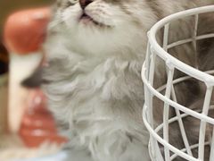 -momokira米努特·德文卷毛猫·棉花面纱犬