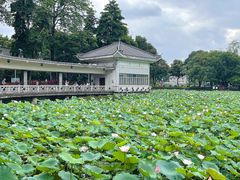 -荔湾湖公园