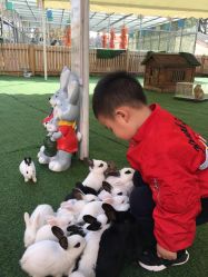 -萌宠亲子动物乐园(槐房万达店)