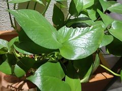 -胡家大厨(西三庄店)