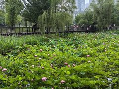 -沐仙湖湿地公园