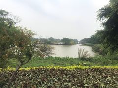 -大湾区中央湿地公园