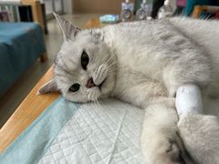 -美迦爱-牙专科·兔科·骨科诊疗中心(北苑店)