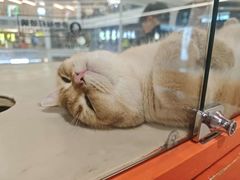 -三花喵·撸猫购宠·宠物生活馆(虹桥南丰城店)