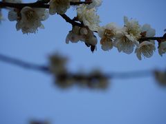-香雪海