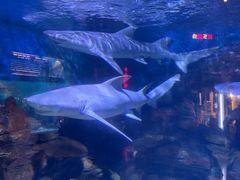-烟台海昌鲸鲨海洋公园