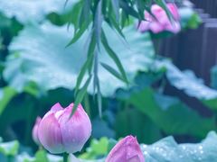-陈家山荷花公园