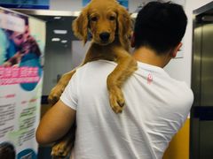 -美联众合动物医院(·中兽医·疑难杂症·严家桥分院)